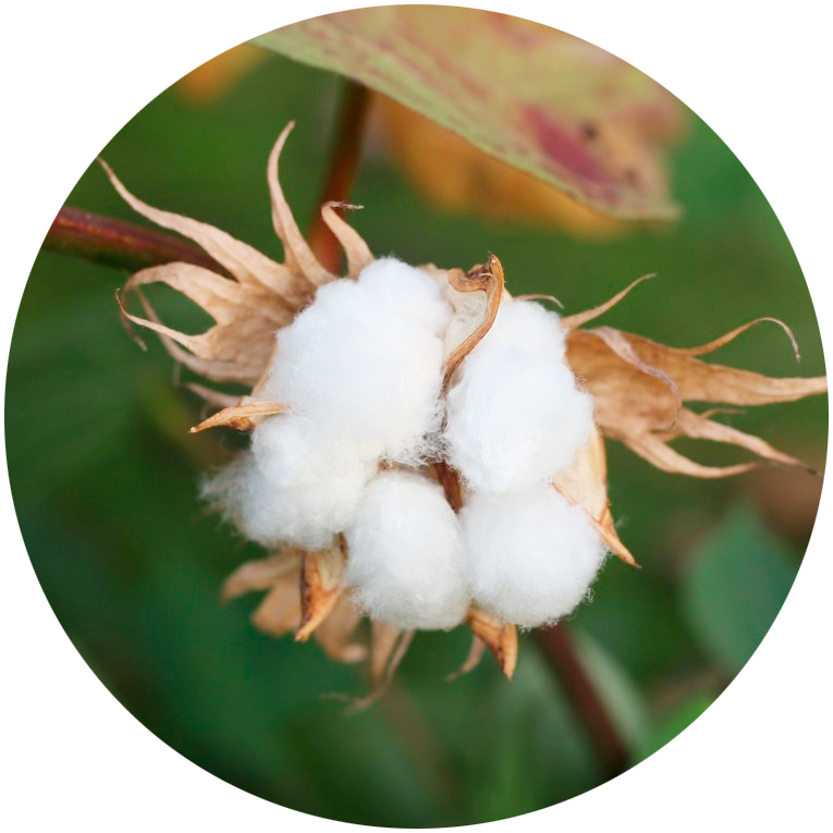 Cottonseed